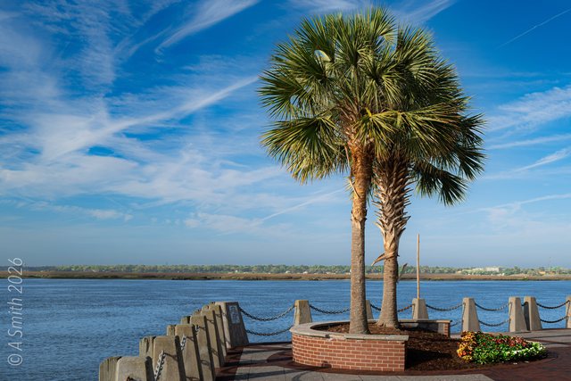 Palms on the point.