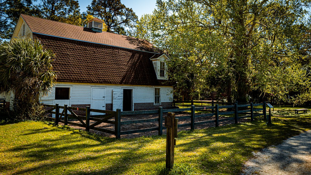 The stable. The white stable at Honey Horn, home base for the museum’s Marsh Tacky horses.