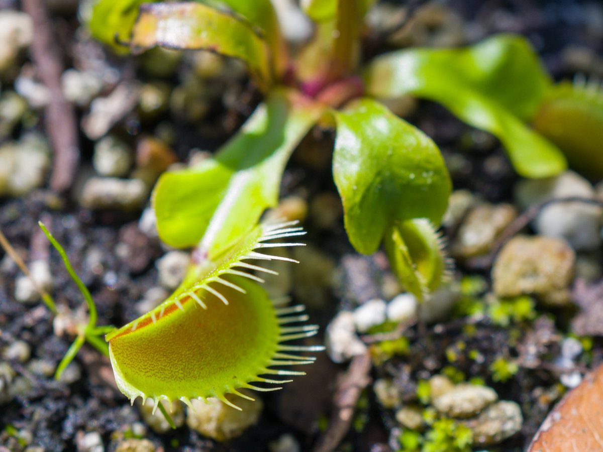 Venus flytrap. A flytrap in the museum’s carnivorous plant bog — native plants no bigger than a coin, snapping shut on insects.