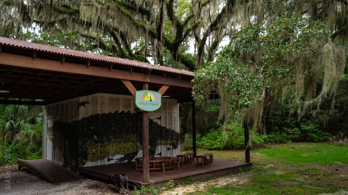 The gator stage. The outdoor program stage by the museum, painted with a very large alligator.