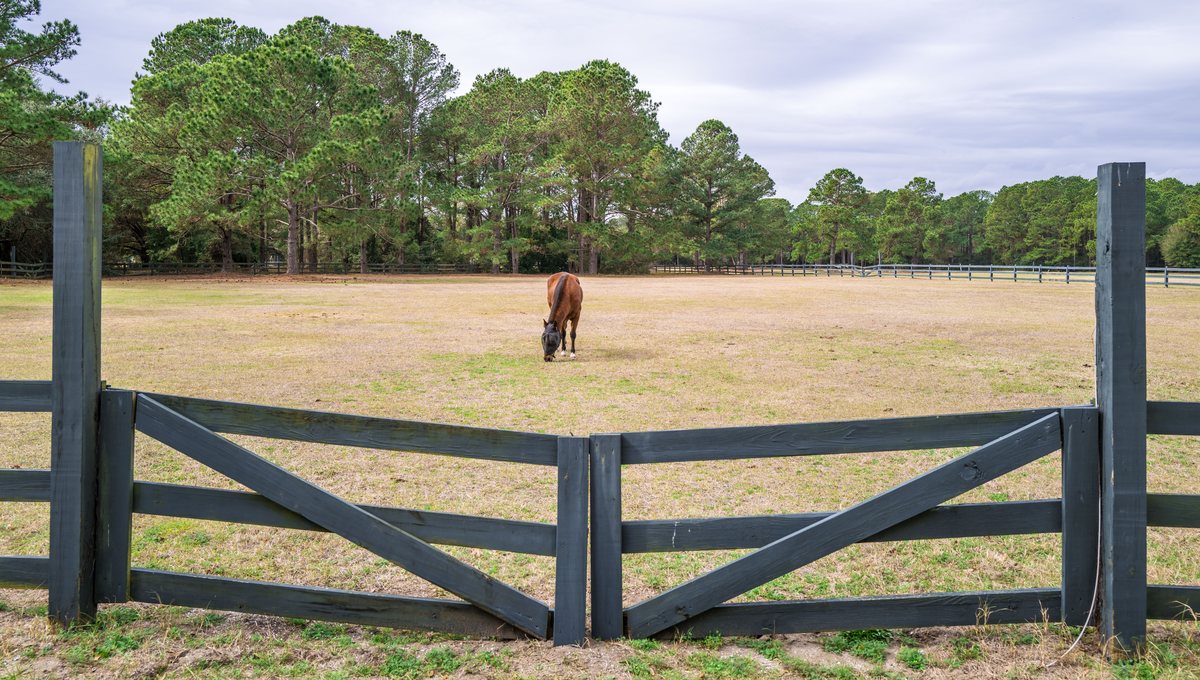 A Marsh Tacky in the pasture. One of the museum’s Marsh Tacky horses grazing behind the pasture gate.