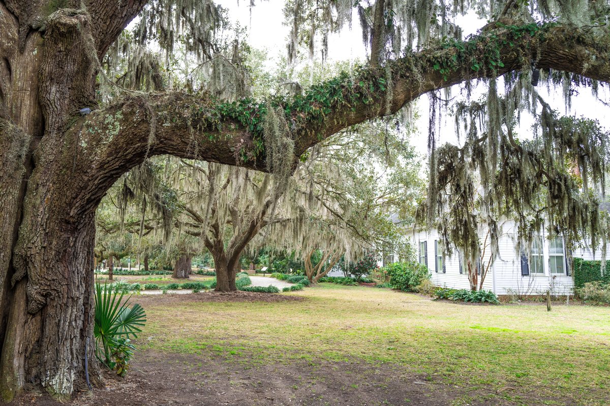 The great oak. A centuries-old live oak spreads over the lawn at Honey Horn, the old house beyond.