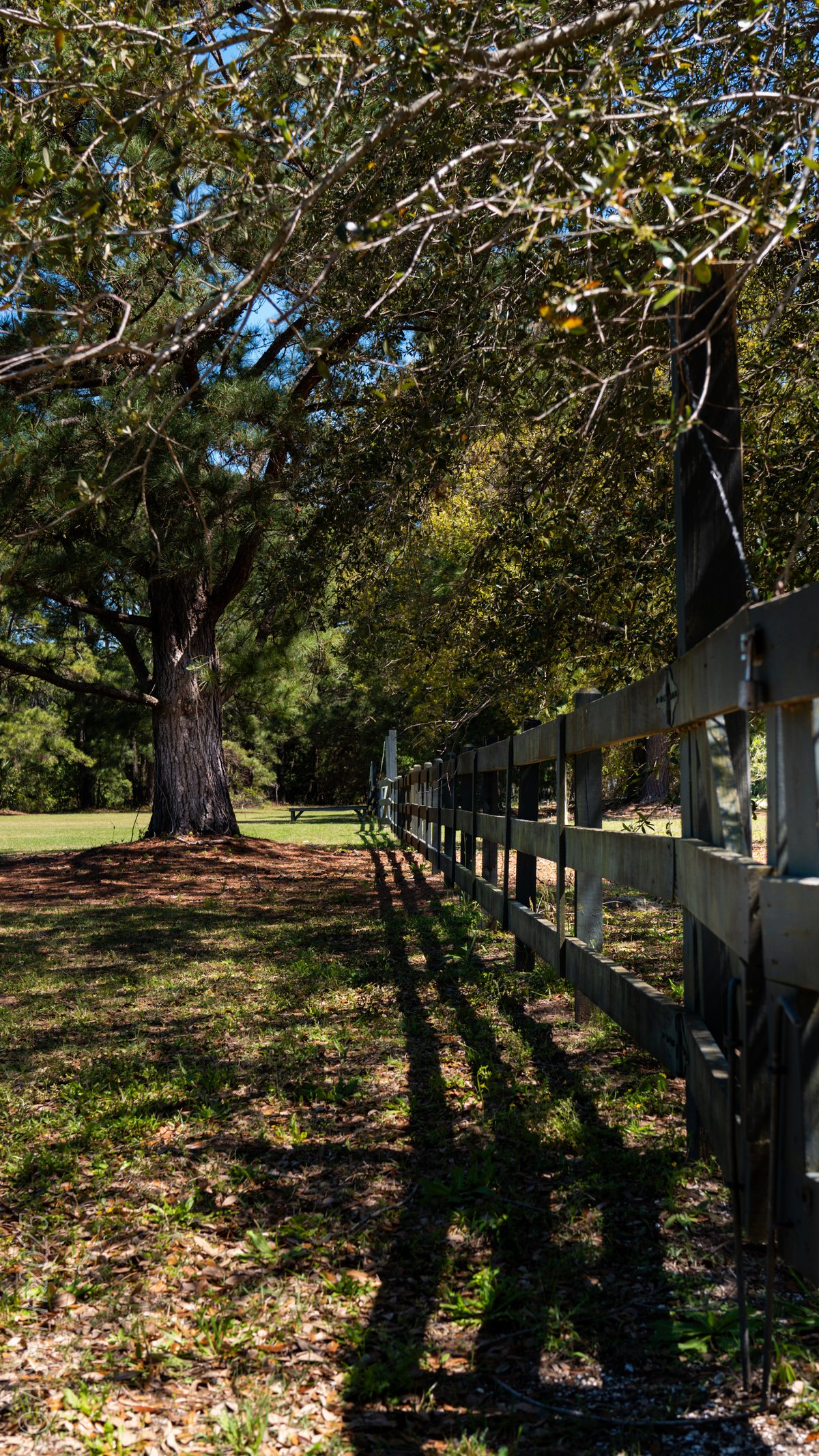 Along the fence. Late light on the pasture fence.
