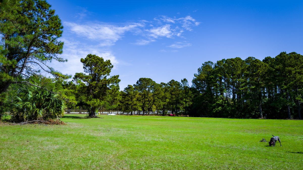 One pine. A single pine stands out in the middle field.