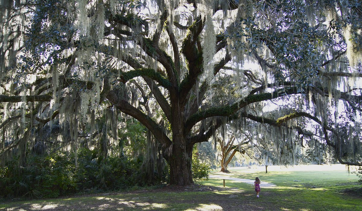 The giant. One of Honey Horn’s ancient live oaks, photographed in 2011 — the moss canopy covers half the field.