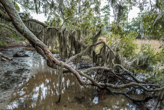 Down to the marsh.