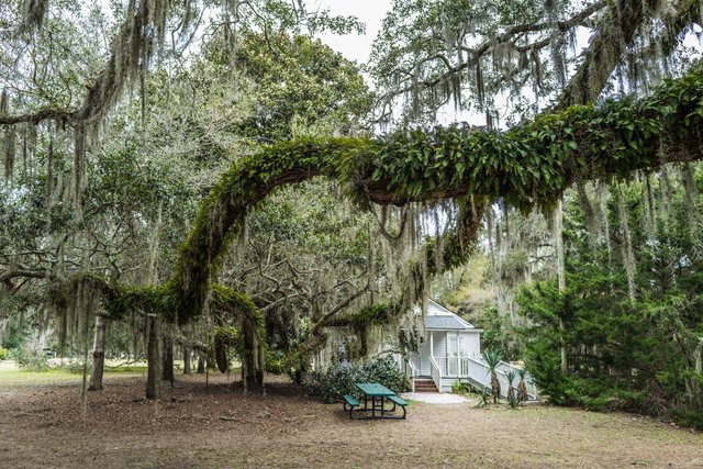 The arching oak.