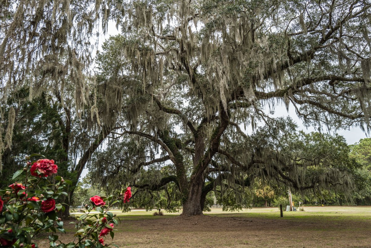 Oaks and camellias. Red camellias bloom in front of one of the great oaks.