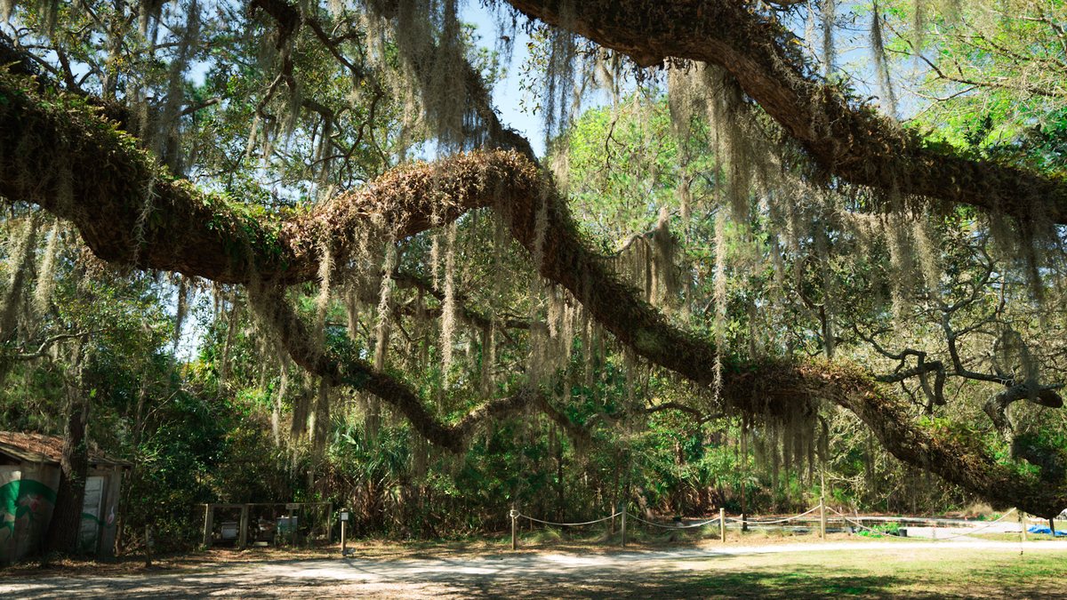 Oak limbs. Live oak branches and Spanish moss over the drive.