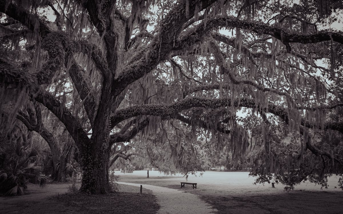 In black and white. The moss-draped oaks on the path toward the marsh, shot in black and white.