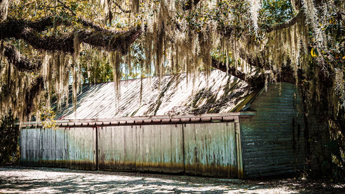 The old shed. A weathered board shed under the oaks, moss hanging to the roofline.
