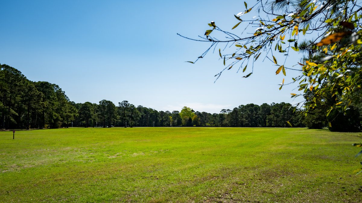 Open ground. The wide middle of Honey Horn — grass, sky and tree line.