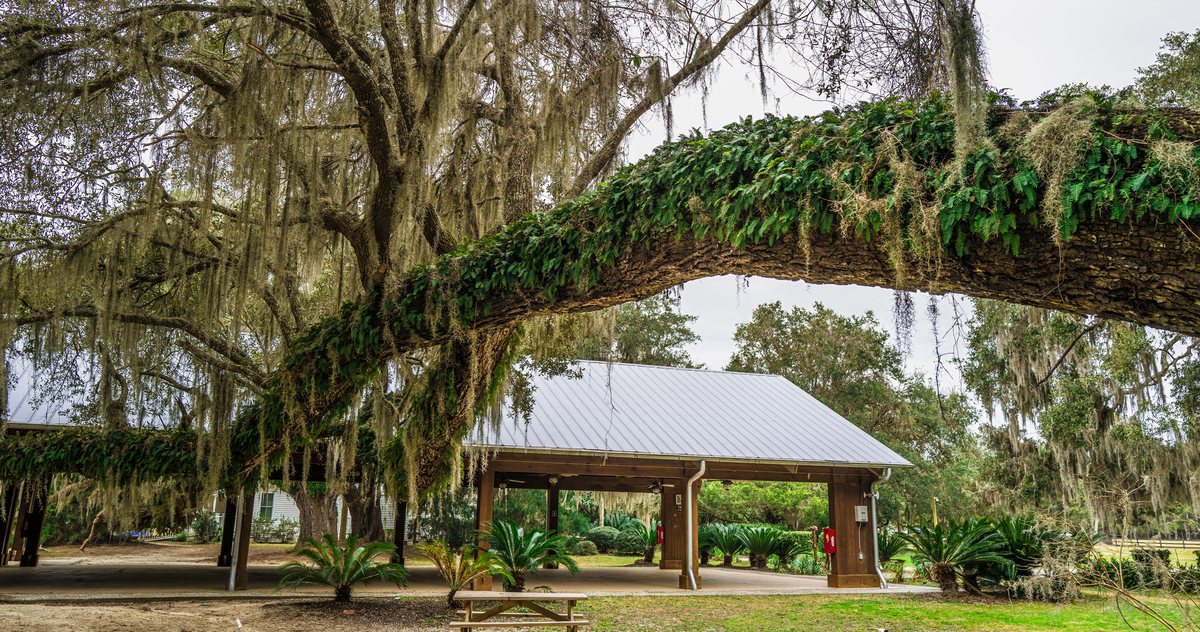 The pavilion lawn. The event pavilion under its arching oak, picnic tables out front.