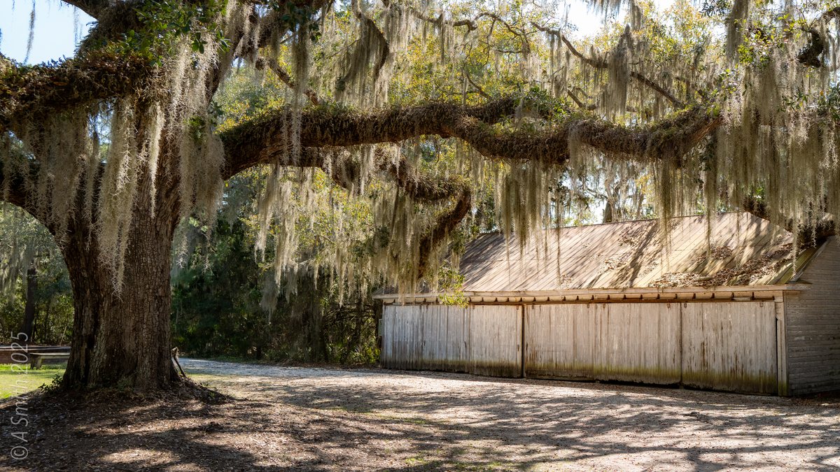 Shed and oak. The old shed in the wide view, the big oak standing guard.