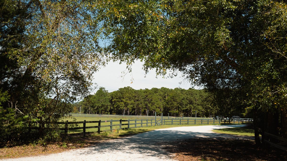 The drive in. The gravel drive under the oaks, fences running alongside.