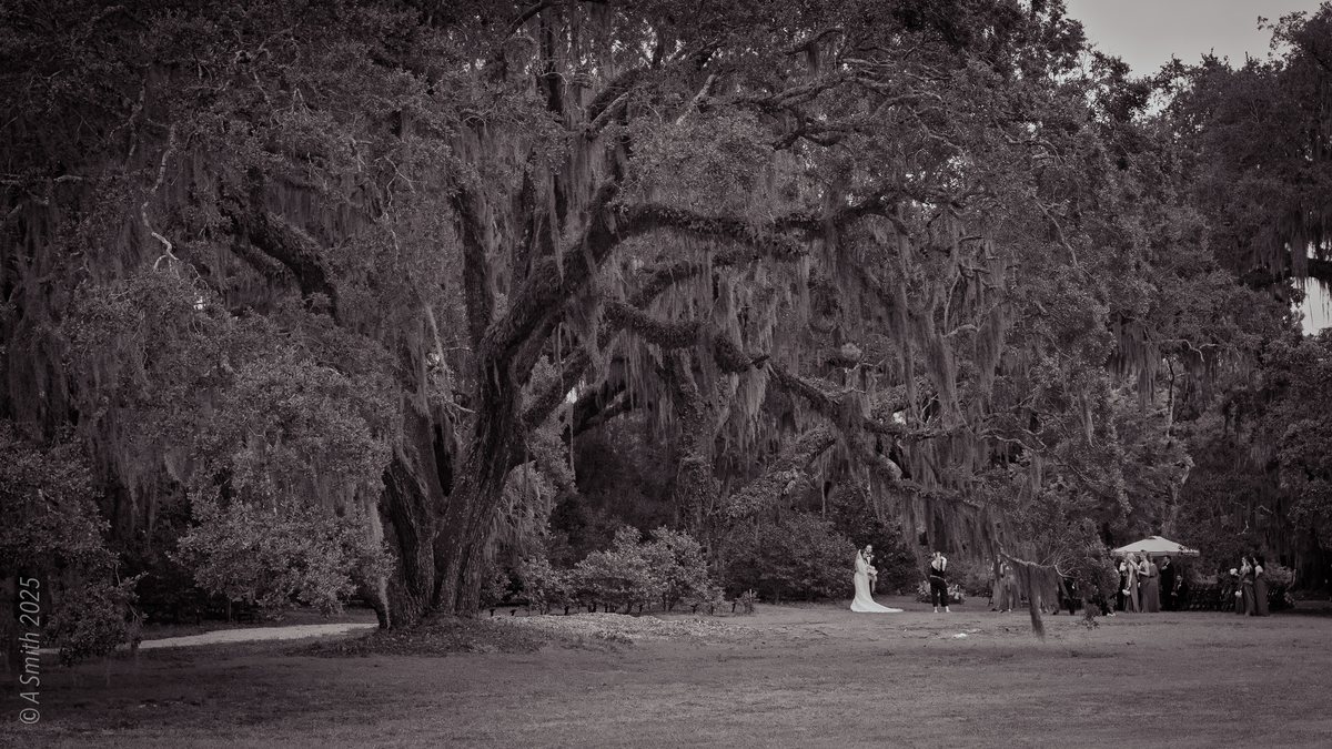 A wedding under the oaks. Couples marry on the lawn here — this celebration framed in black and white under the big oaks.