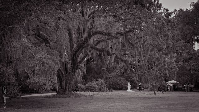 A wedding under the oaks.