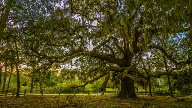 The great oak. A centuries-old live oak spreads over the lakeside fence at Jarvis Creek Park, Spanish moss hanging to the ground.