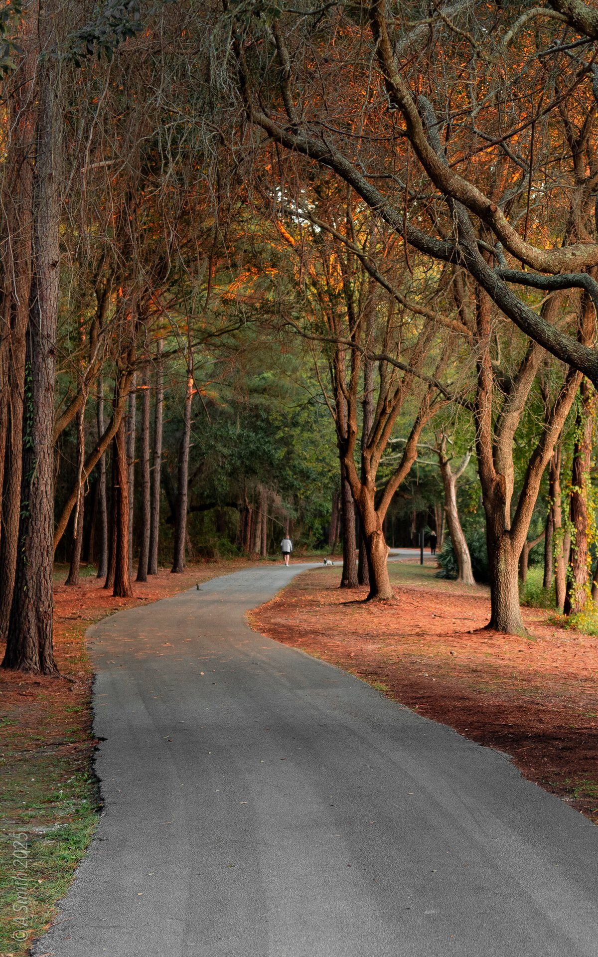 The loop in November. Fall color along the paved path, the lake beyond the trees.