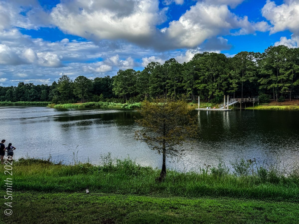 Cypress view. The young cypress from the bank, clouds building over the lake.