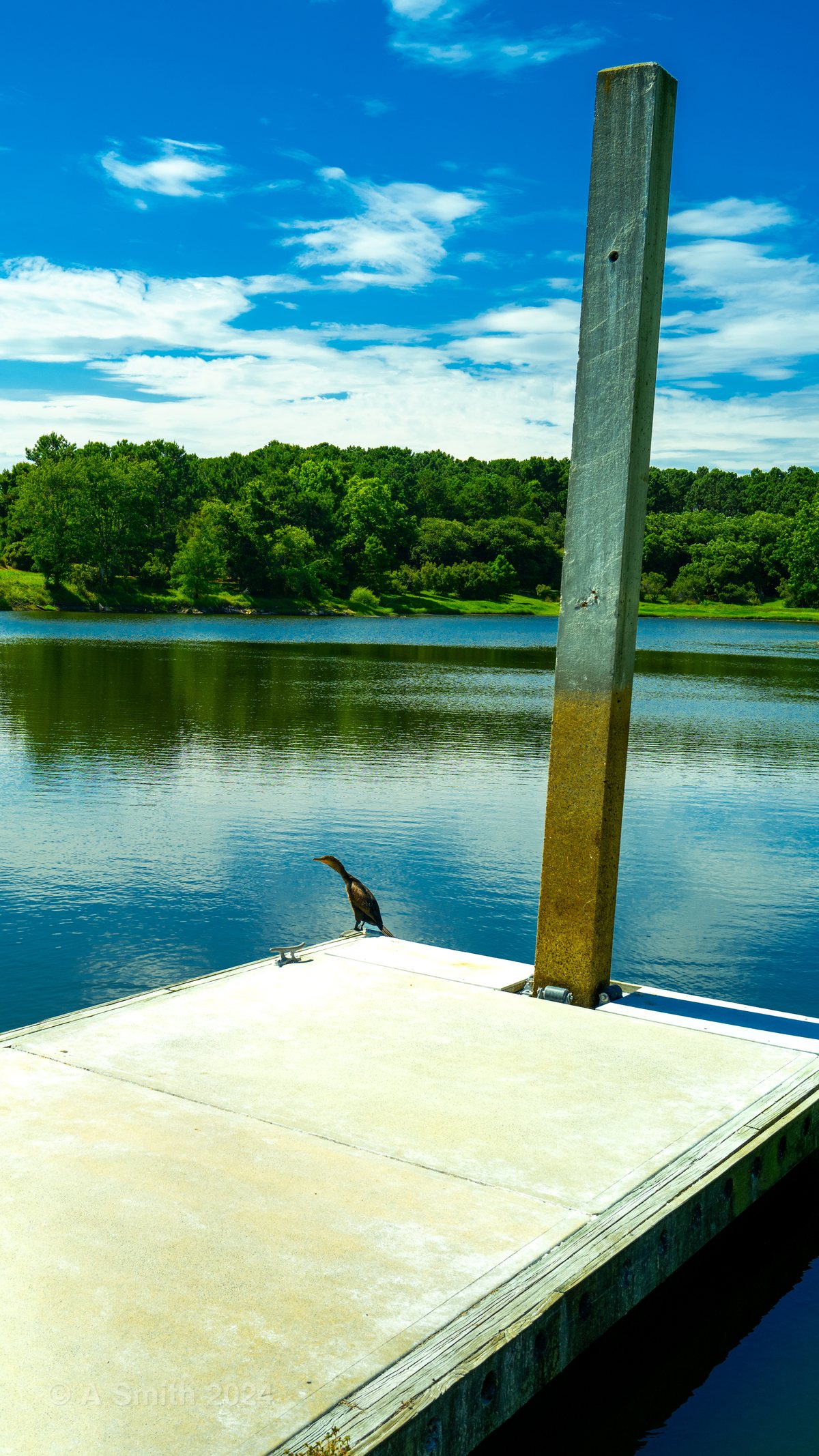 Dock post. A bird dries out on the floating dock's tall post.