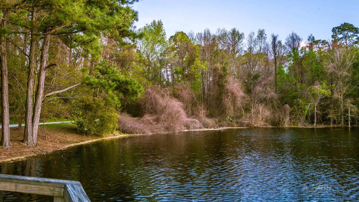 Early spring shore. Pines and russet brush along the bank in March.