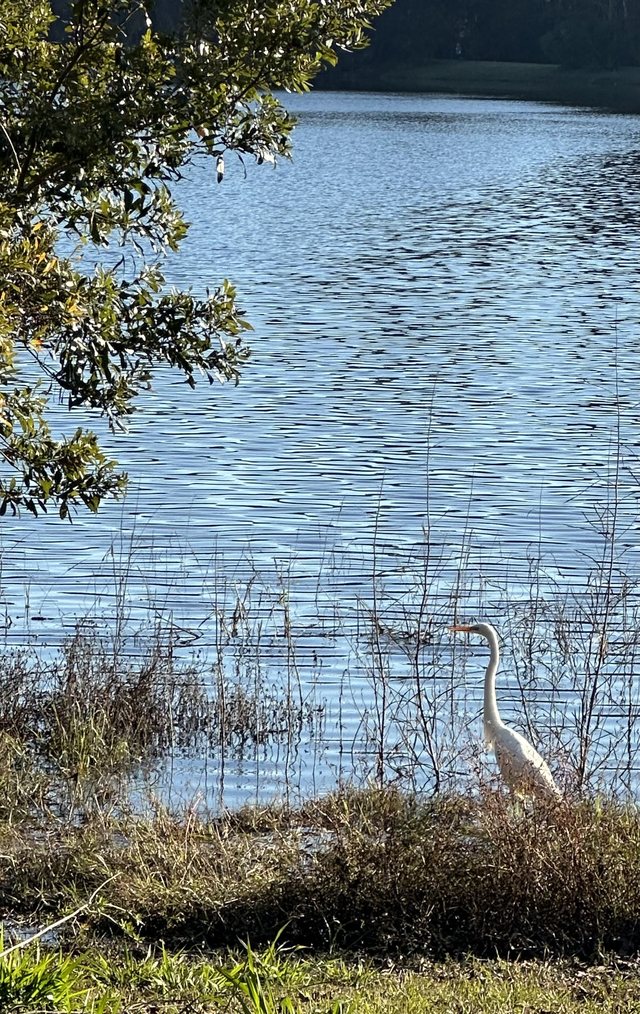 Great egret.