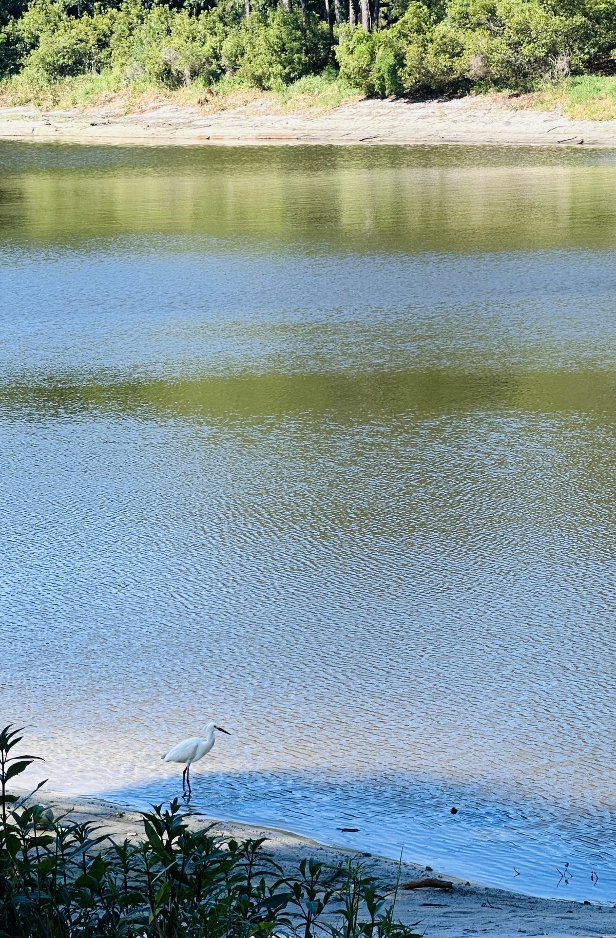 Egret, wide. One white egret and a lot of lake.