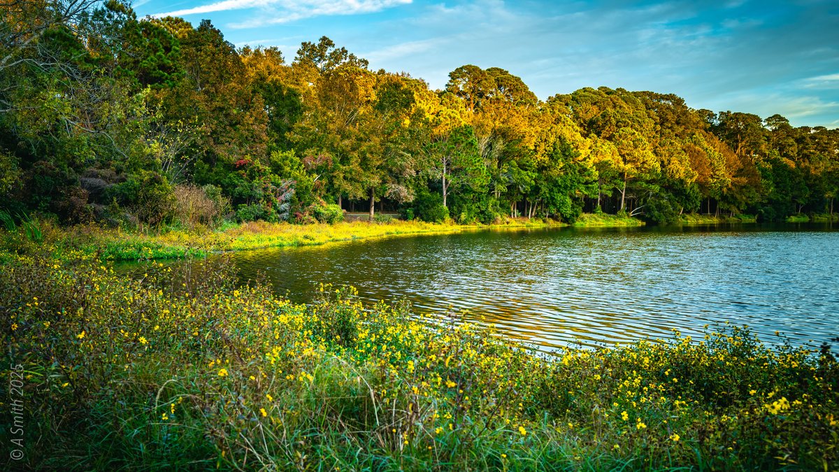 Fall shore. Autumn color over the lake, late flowers in the foreground.