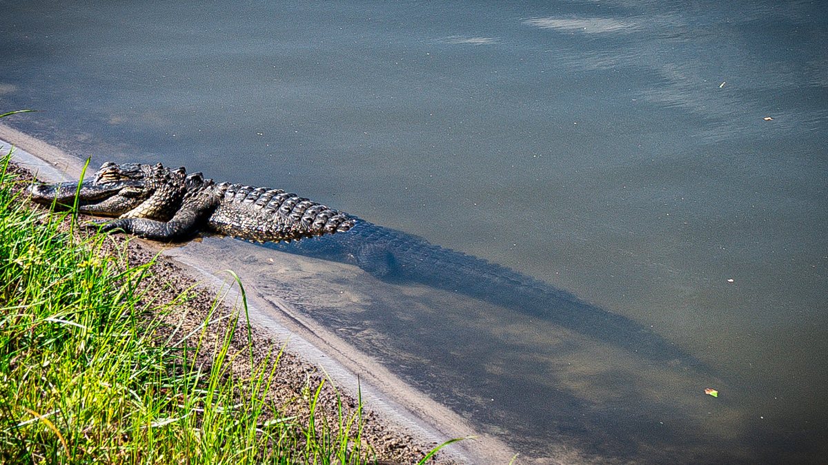 A resident. An alligator slides along the bank — the lake's most famous residents are never far away.