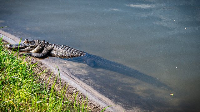 A resident.
