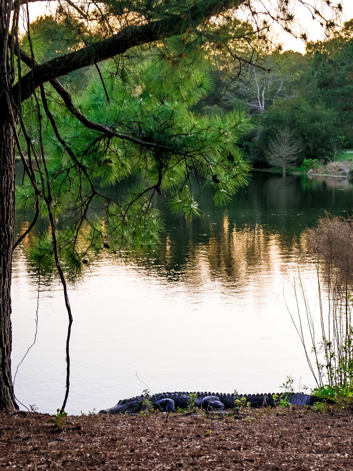 On the bank. An alligator rests at the water's edge under the pines — easy to miss at a glance.