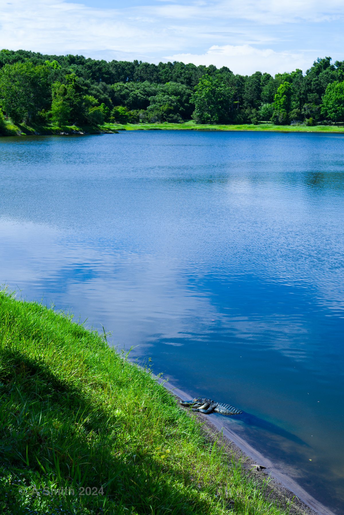 Down the bank. The lake from the grassy bank on the loop, the shore curving away.
