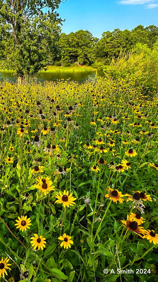 Meadow, close.