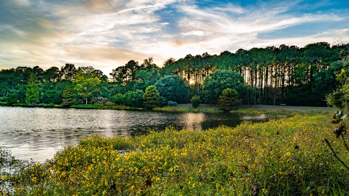 Meadow at sunset. The flower meadow at sundown, pines across the lake.