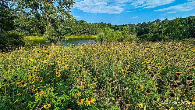 The wildflower meadow.
