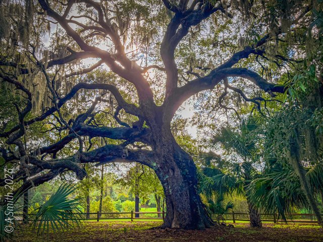 Backlit oak.