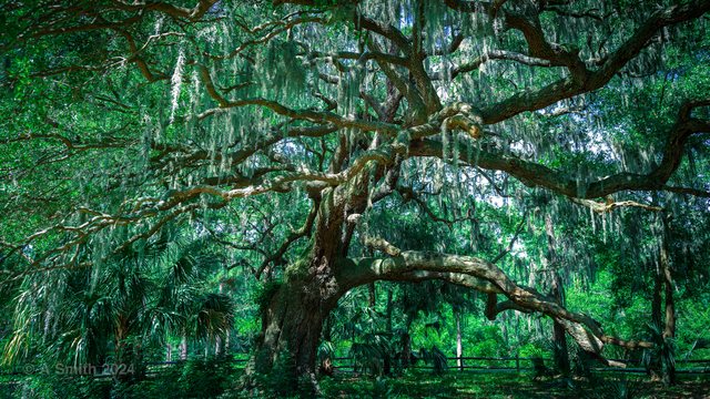 Under the oak.