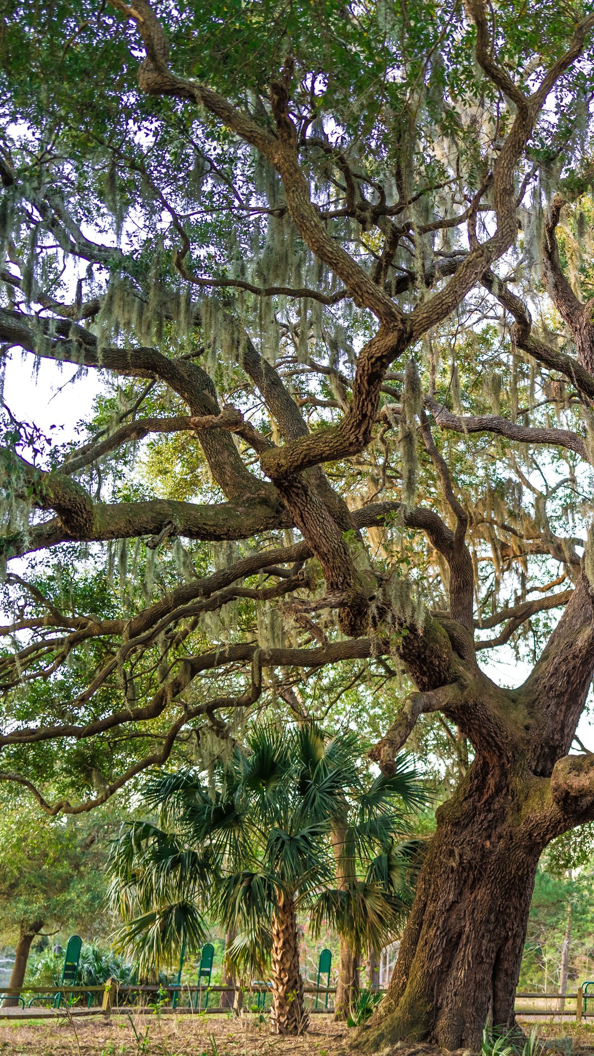 Old bark. The great oak's trunk, palmettos at its feet.