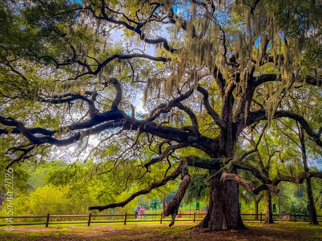 The oak, wide.