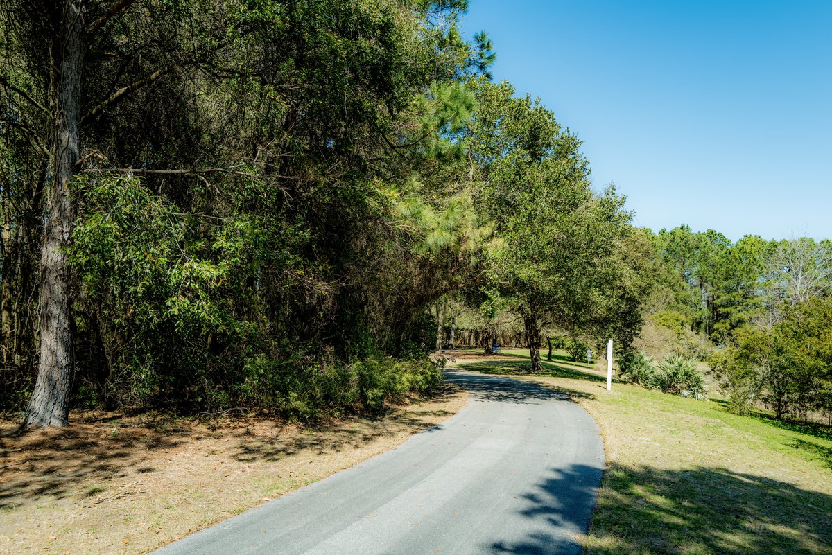 The loop through the pines. The paved path runs through tall pines on the park's east side.