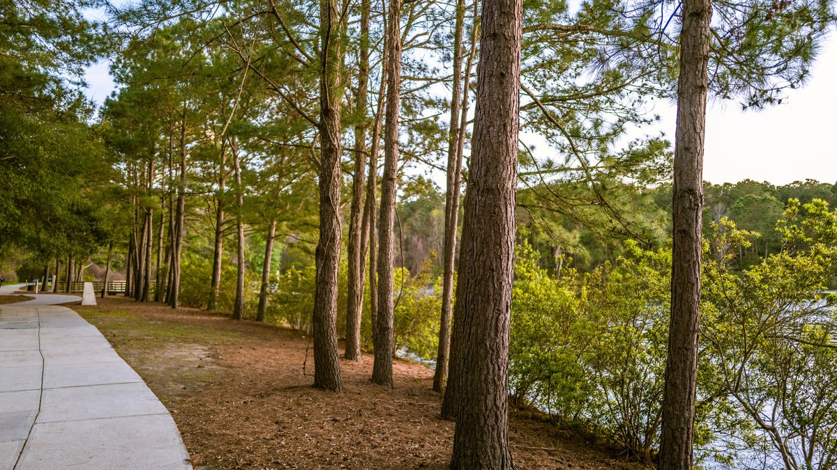 Pine walk. Tall straight pines shade the loop's east leg.