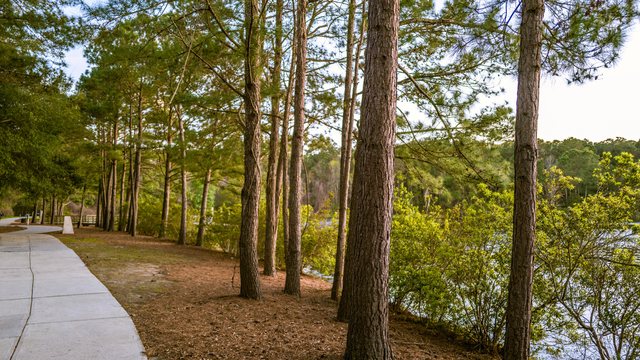 Pine walk.
