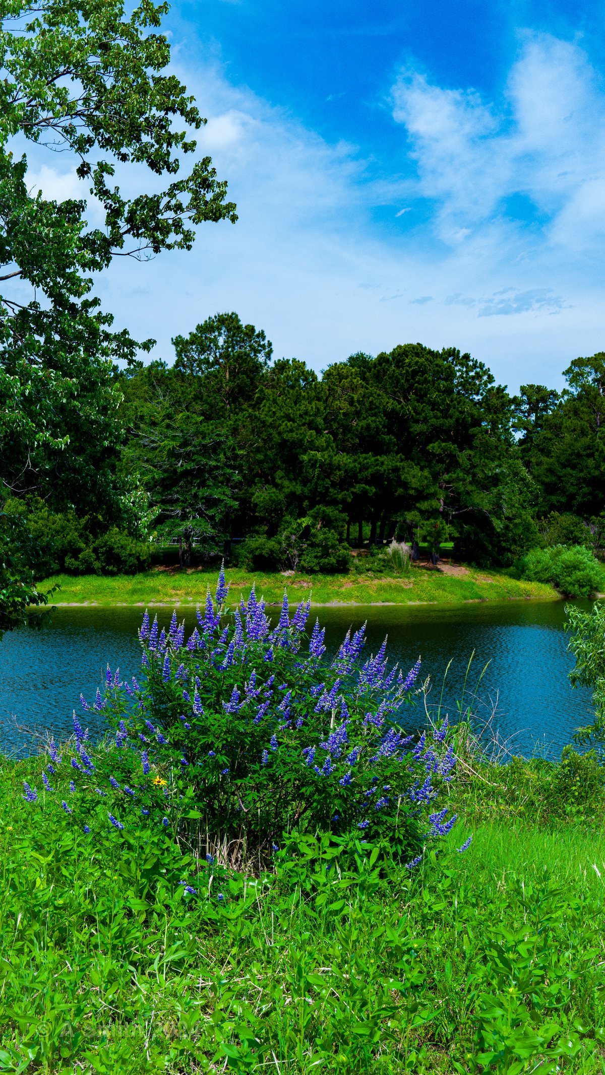 Shore flowers. Purple blooms along the water's edge in May.