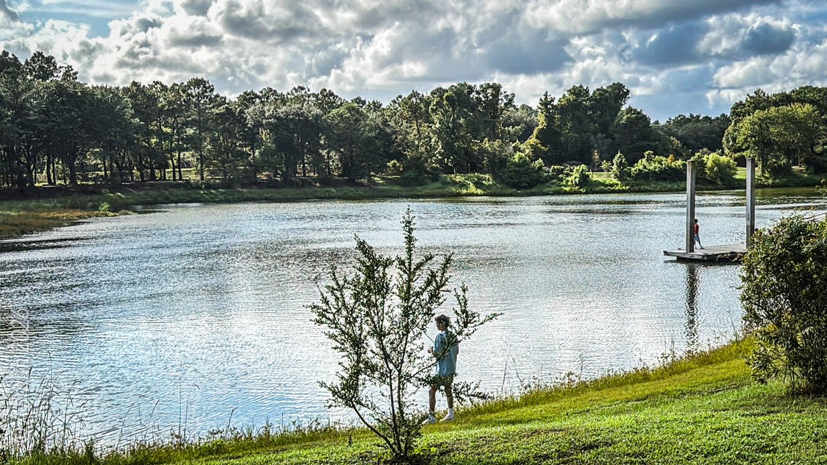 Shoreline fishing. Casting from the grassy bank by the young cypress.