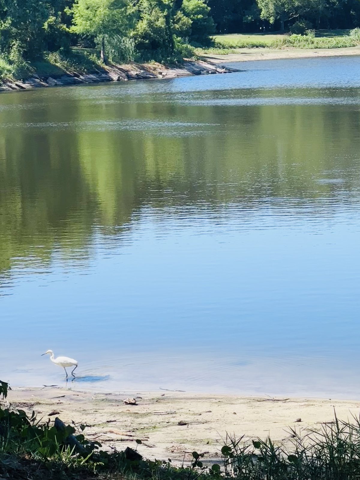 Snowy egret. A snowy egret works the sandy shallows.