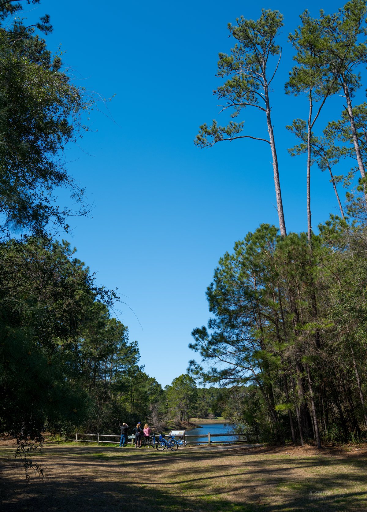 Tall pines. Down the loop — picnic tables in the distance, pines overhead.