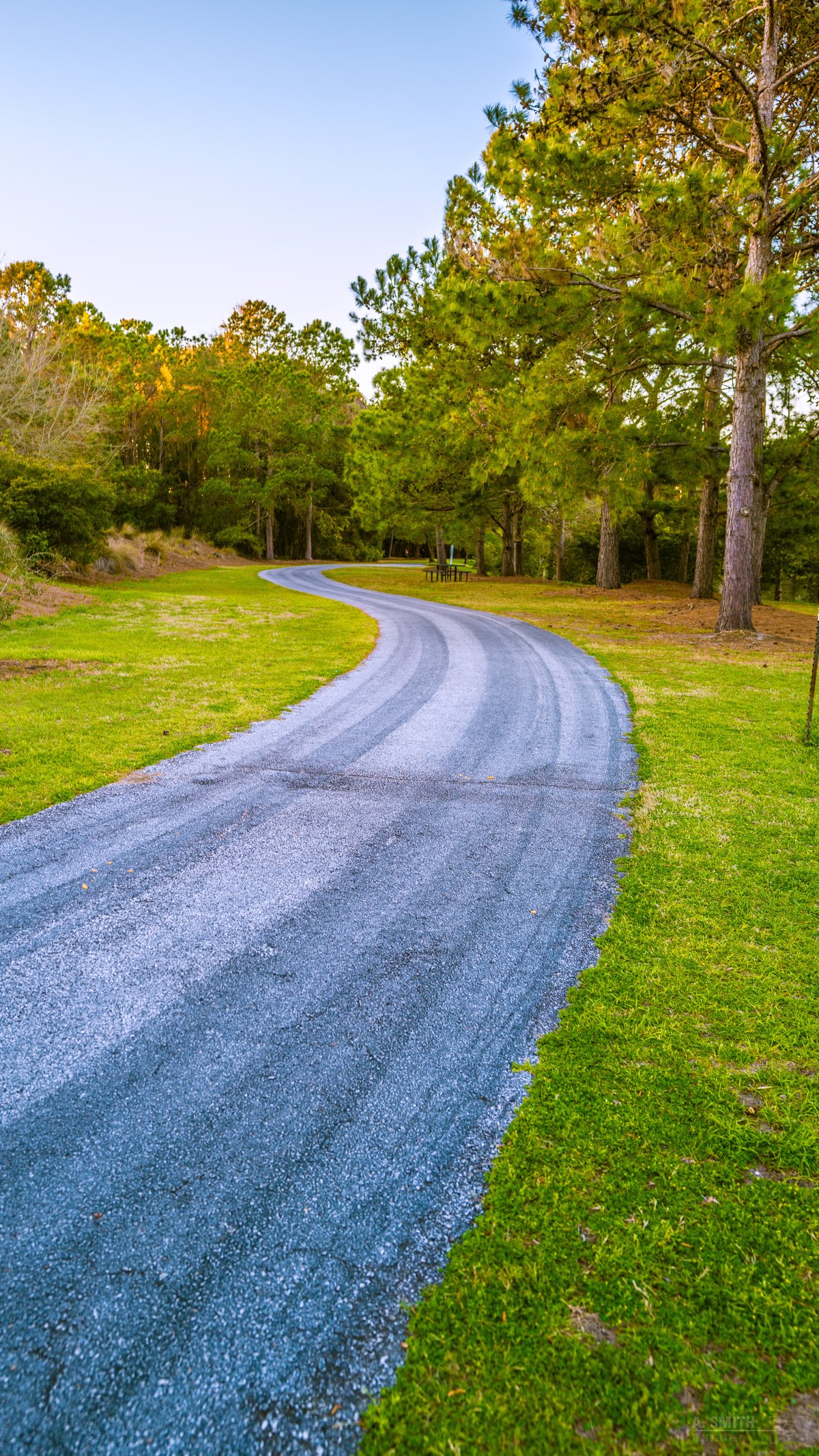 The curve. The loop sweeps through mowed grass and pines.