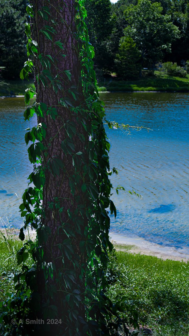 The vine trunk.