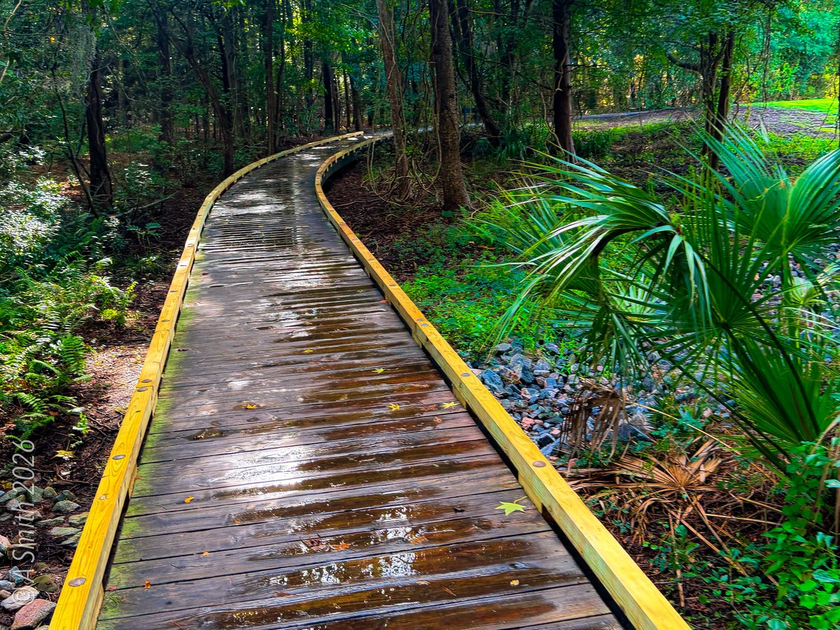 Wet boards. The boardwalk after rain, palmettos crowding the rails.